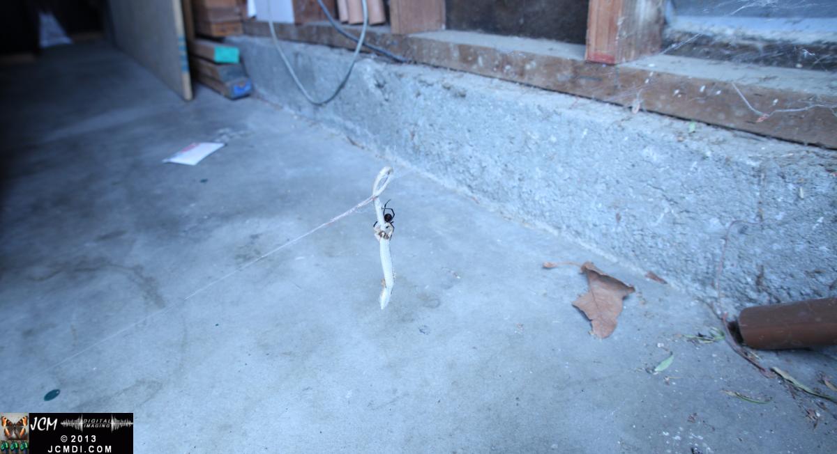 Black Widow vs (and EATS) Alligator Lizard